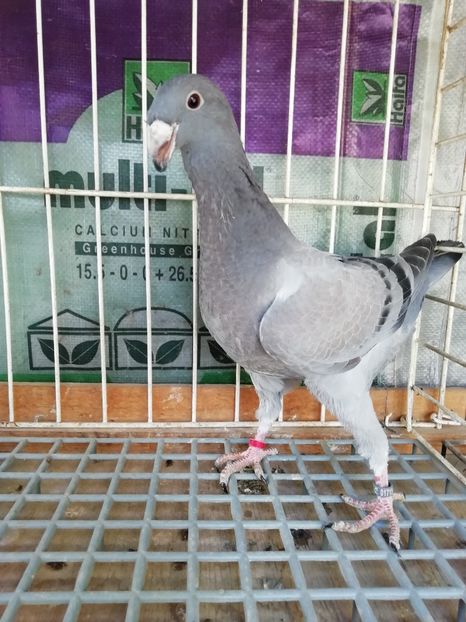 A01ED511-948A-4208-A538-97C596EA8CE0 - Tineret 2020