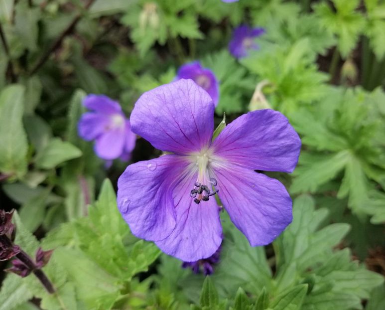 geranium himalayense baby blue - 2020 mai iunie iulie