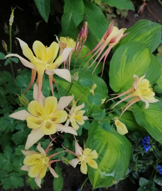 aquilegia-chrysantha-yellow-queen - 2020 mai iunie iulie
