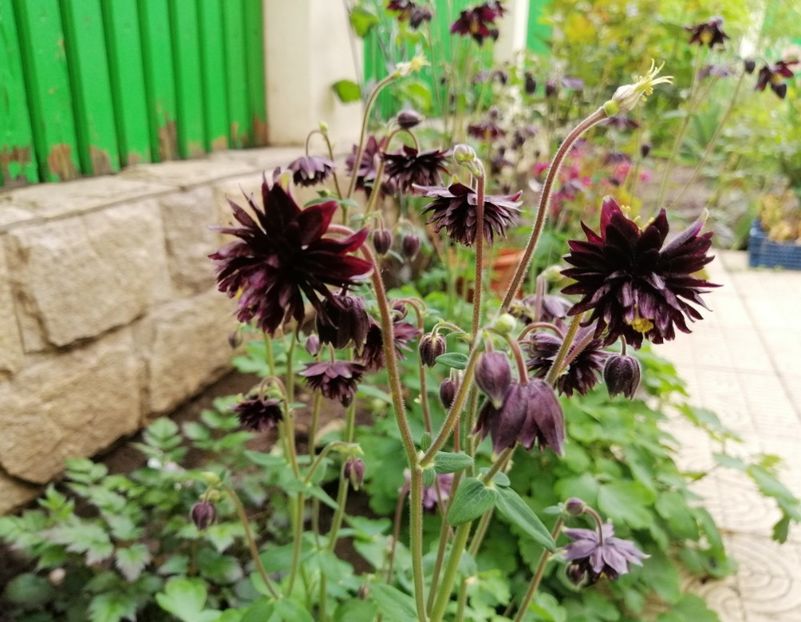  - 2020 mai iunie iulie