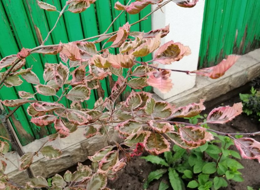 Fagus sylavatica Purpurea tricolor - 2020 mai iunie iulie