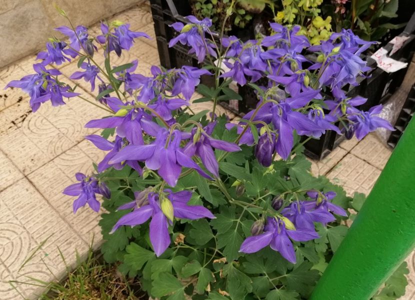  - 2020 mai iunie iulie