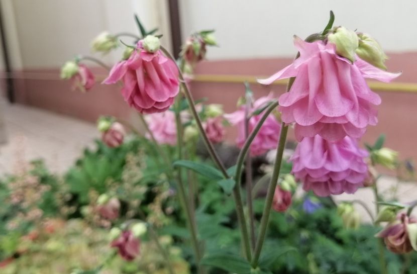  - 2020 mai iunie iulie