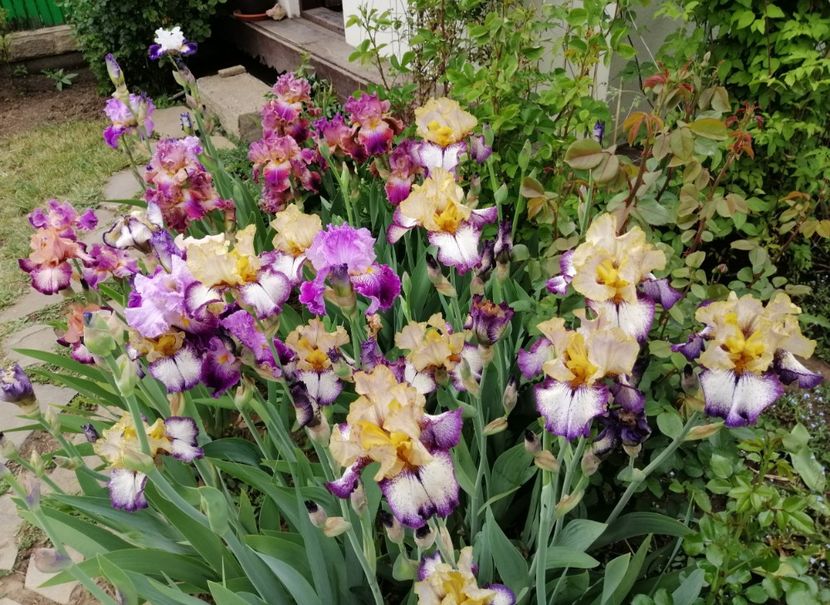  - 2020 mai iunie iulie