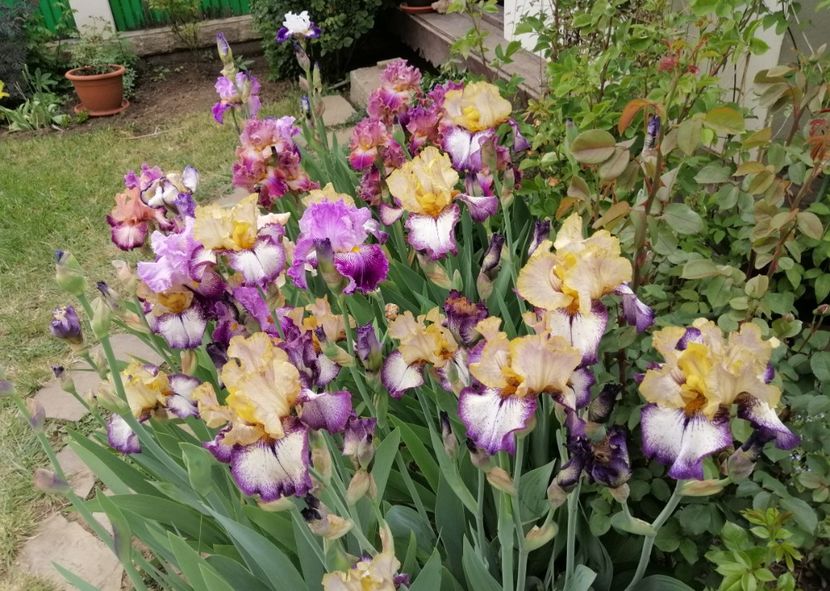  - 2020 mai iunie iulie