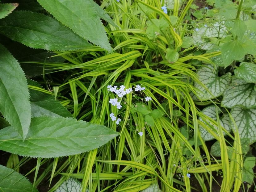  - 2020 mai iunie iulie