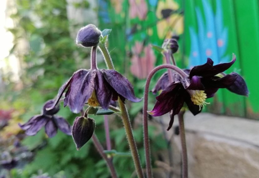  - 2020 mai iunie iulie