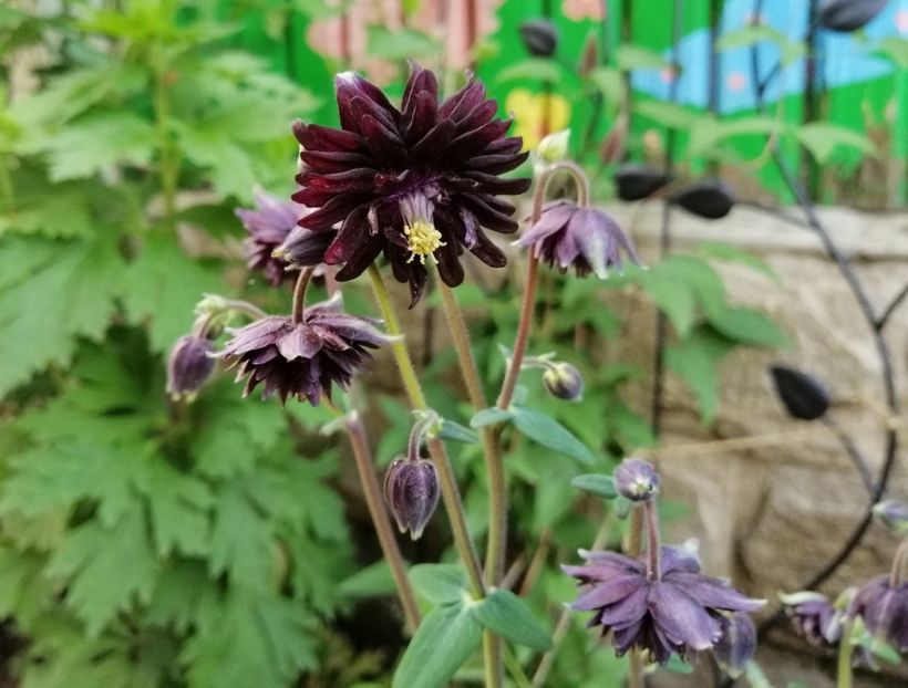  - 2020 mai iunie iulie