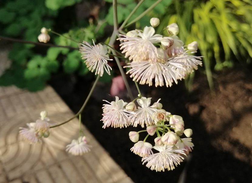 Thalictrum ... - 2020 mai iunie iulie
