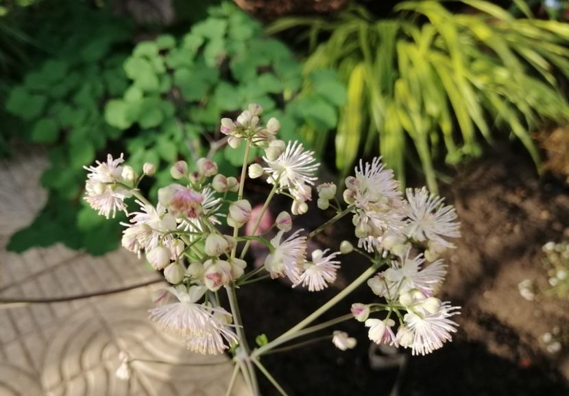  - 2020 mai iunie iulie