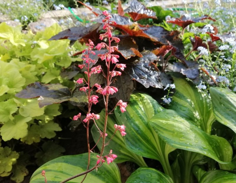  - 2020 mai iunie iulie