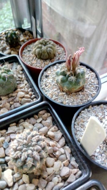 T. laui MZ 720 - Turbinicarpus