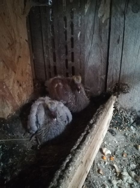  - Voiajori pui iulie 2020