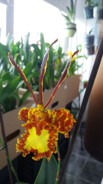 psychopsis papilio mariposa GV - Orhidee_2_psychopsis