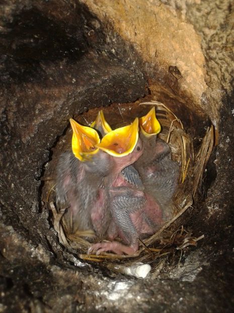  - AAAAAA_CUIB GRAURI 2018_2019_2020_2022_2023