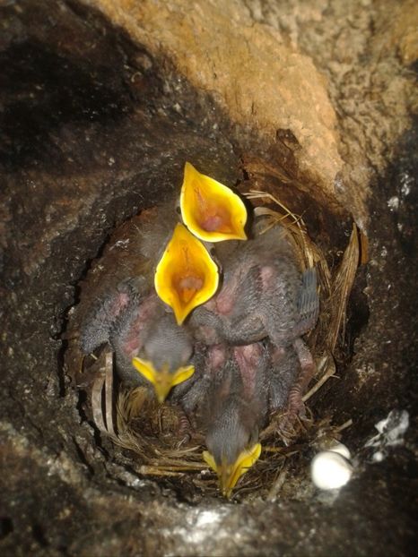  - AAAAAA_CUIB GRAURI 2018_2019_2020_2022_2023