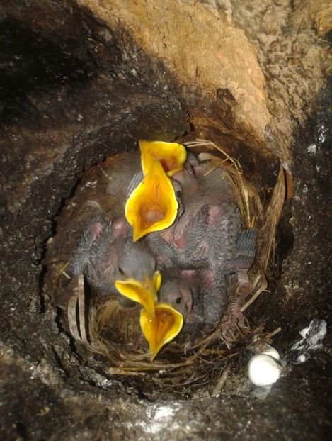  - AAAAAA_CUIB GRAURI 2018_2019_2020_2022_2023