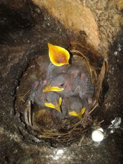  - AAAAAA_CUIB GRAURI 2018_2019_2020_2022_2023