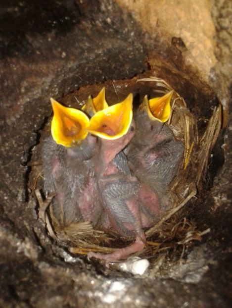  - AAAAAA_CUIB GRAURI 2018_2019_2020_2022_2023