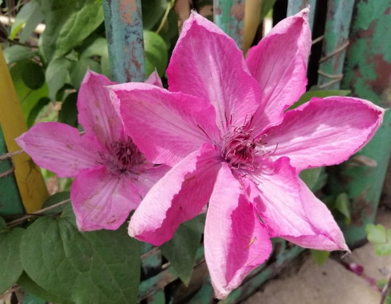 clematis Bieszczady - 2020 mai iunie iulie