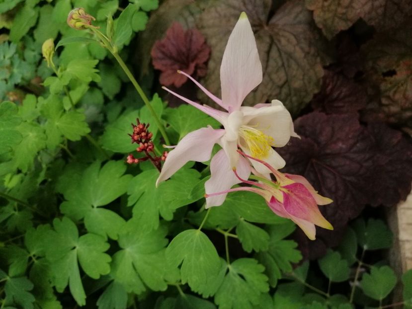  - 2020 mai iunie iulie