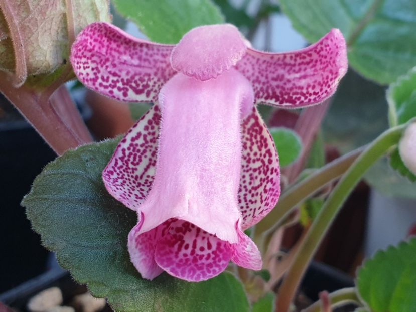 Isa_s Gorgeous - Sinningia 2020