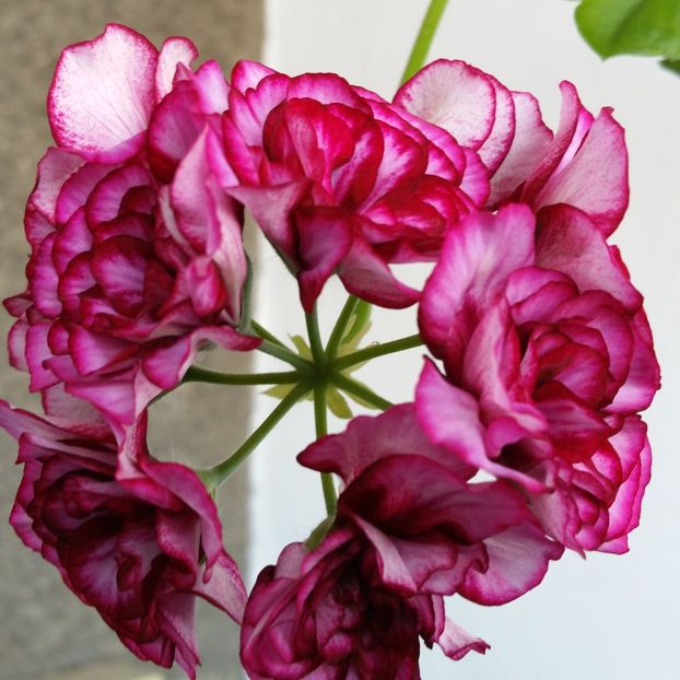  - Muscate 2013 2022