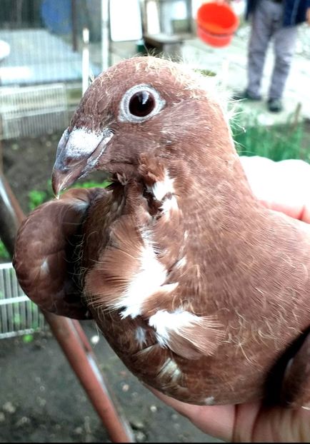  - CRAVATAȚI ROMÂNEȘTI