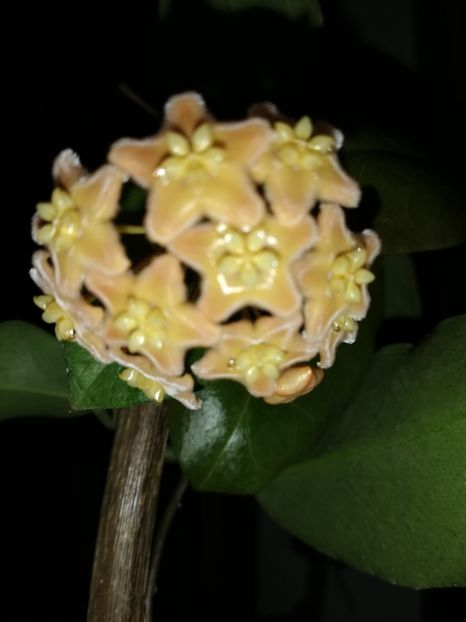  - Hoya ischnopus