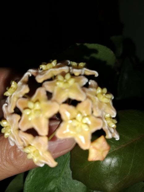  - Hoya ischnopus
