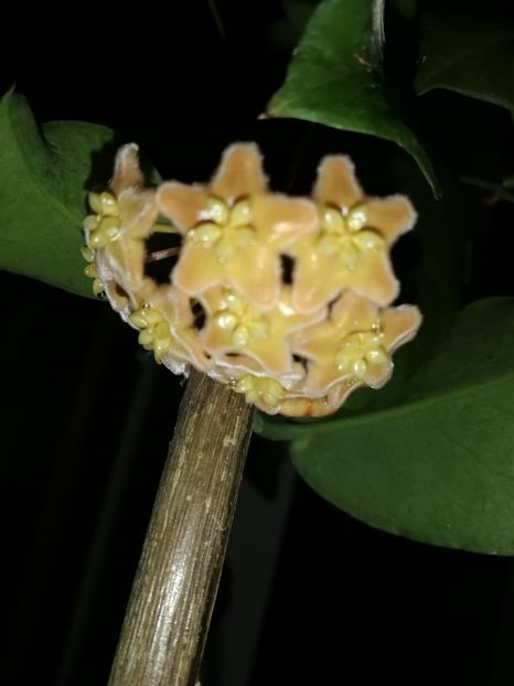  - Hoya ischnopus