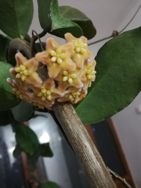  - Hoya ischnopus