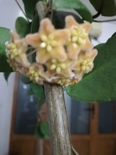  - Hoya ischnopus
