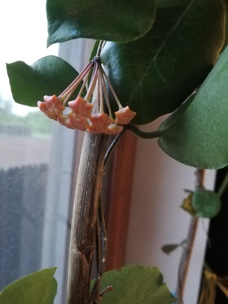  - Hoya ischnopus