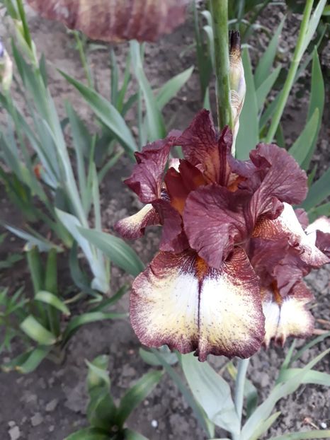 Burgundy Brown - Irisi 2020