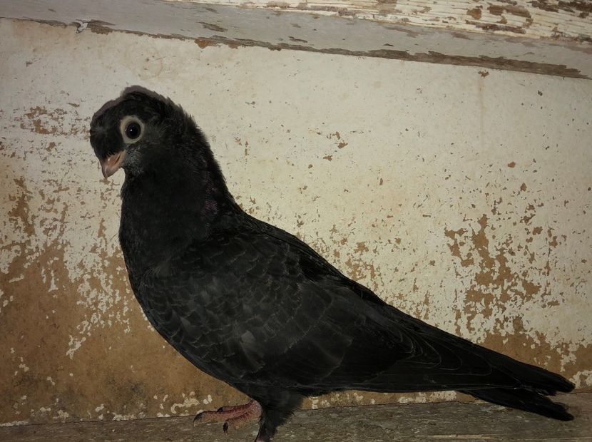 8488  mascul  2020_2 - pui 2020 BM