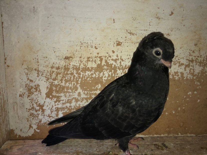 8488  mascul  2020_3 - pui 2020 BM