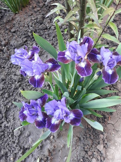 Last warrior - Irisi 2020