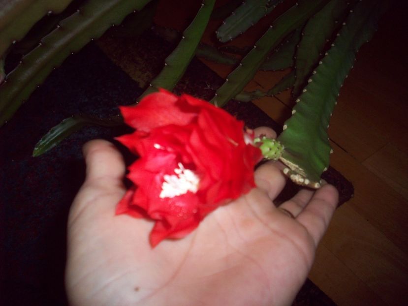  - Cactus Epiphyllum rosu si roz