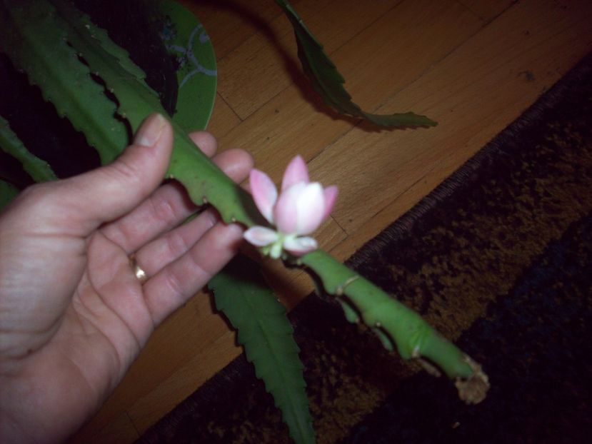  - Cactus Epiphyllum rosu si roz