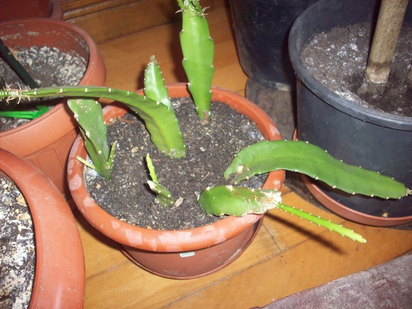  - Cactus Epiphyllum rosu si roz