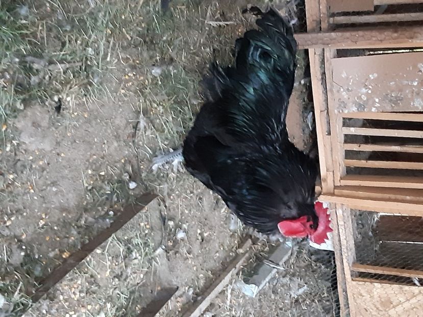  - Australorp albastru