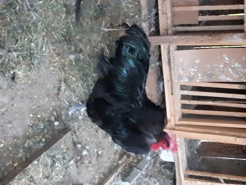  - Australorp albastru