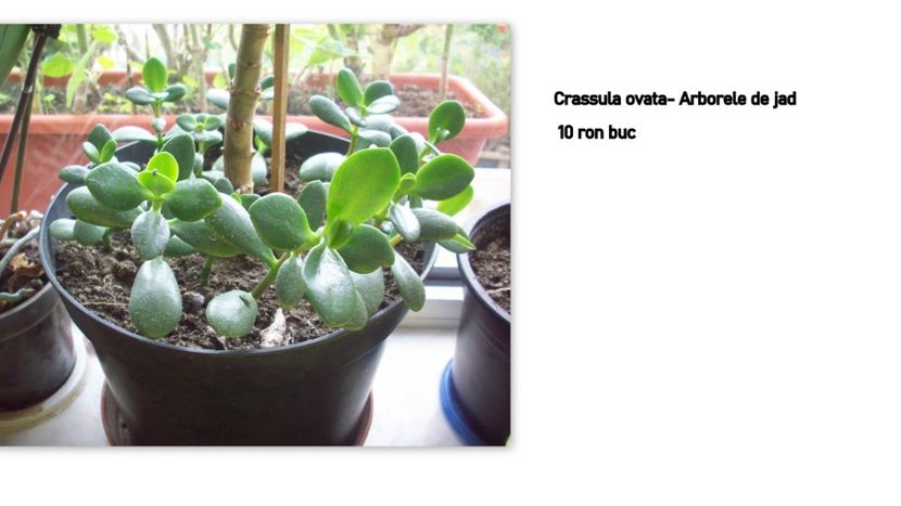 flori6 - Crassula ovata