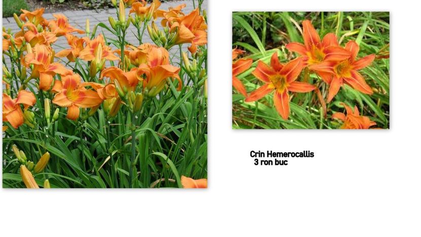 flori7 - crin Hemerocallis