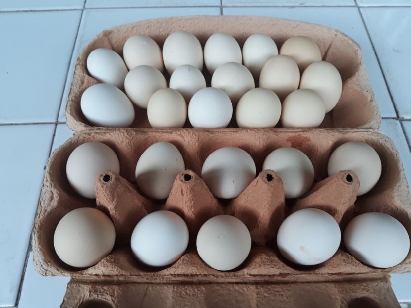 20200506_132654[1] - Oua gainusi pitici pentru incubat de vanzare
