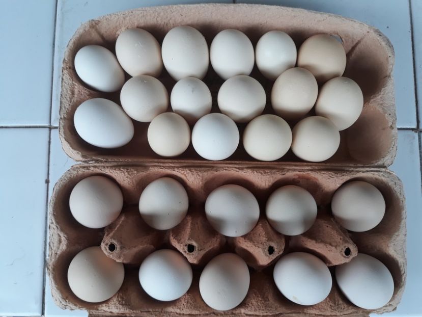 20200506_132700[1] - Oua gainusi pitici pentru incubat de vanzare
