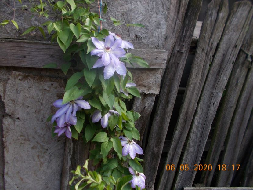  - Clematite 2016-2017-2019-2021-2022