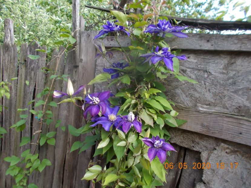  - Clematite 2016-2017-2019-2021-2022