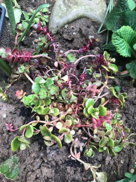 Sedum Makinoi Green Blob + Red Carpet - Suculente